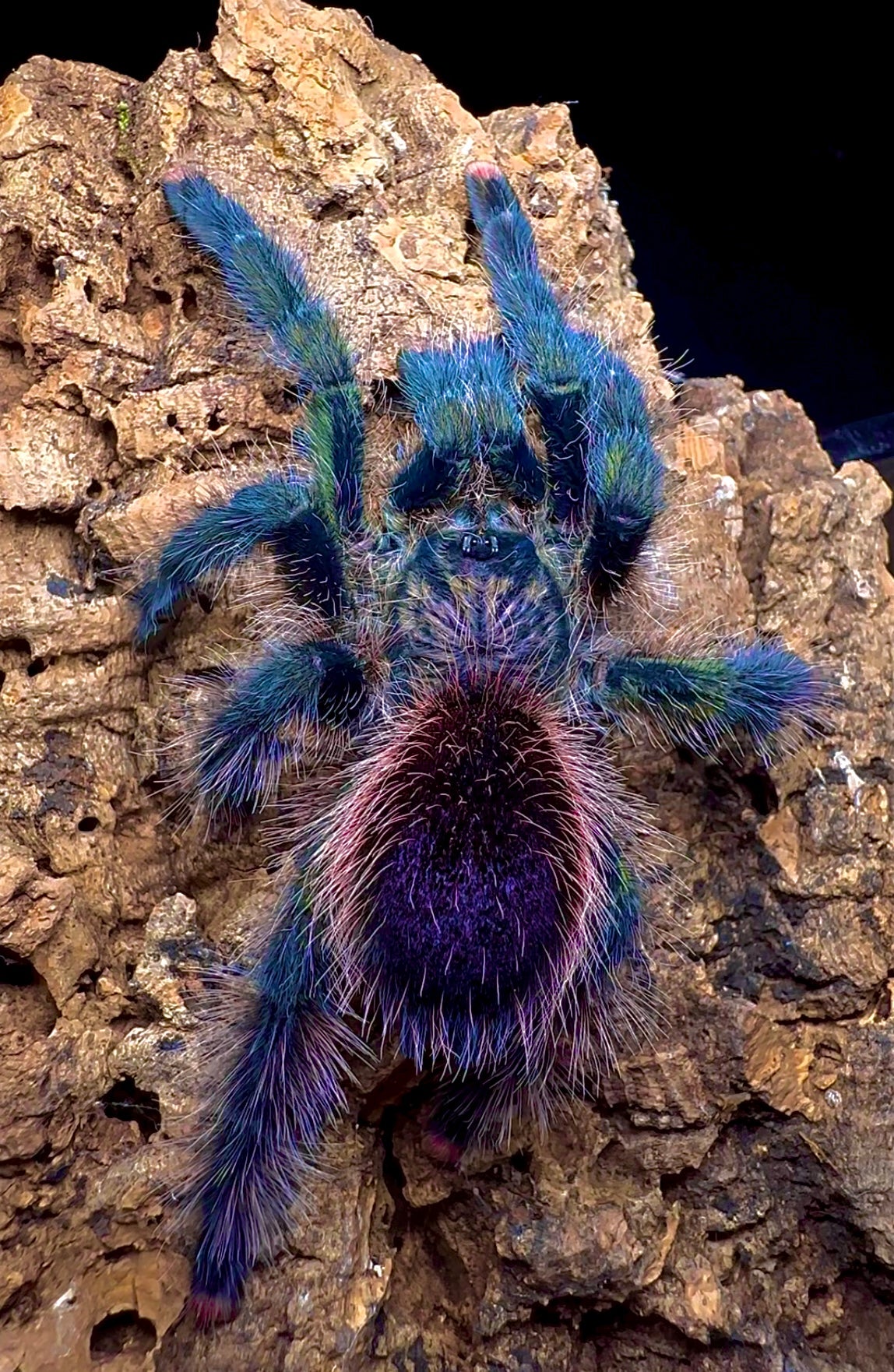 Avicularia sp. pullcalpa - Cosmic Dream Pink Toe tarantula on cork bark tube