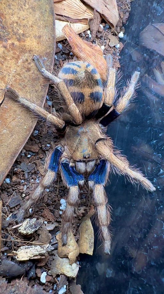 Anqasha sp. Blue tarantula up close front side on substrate