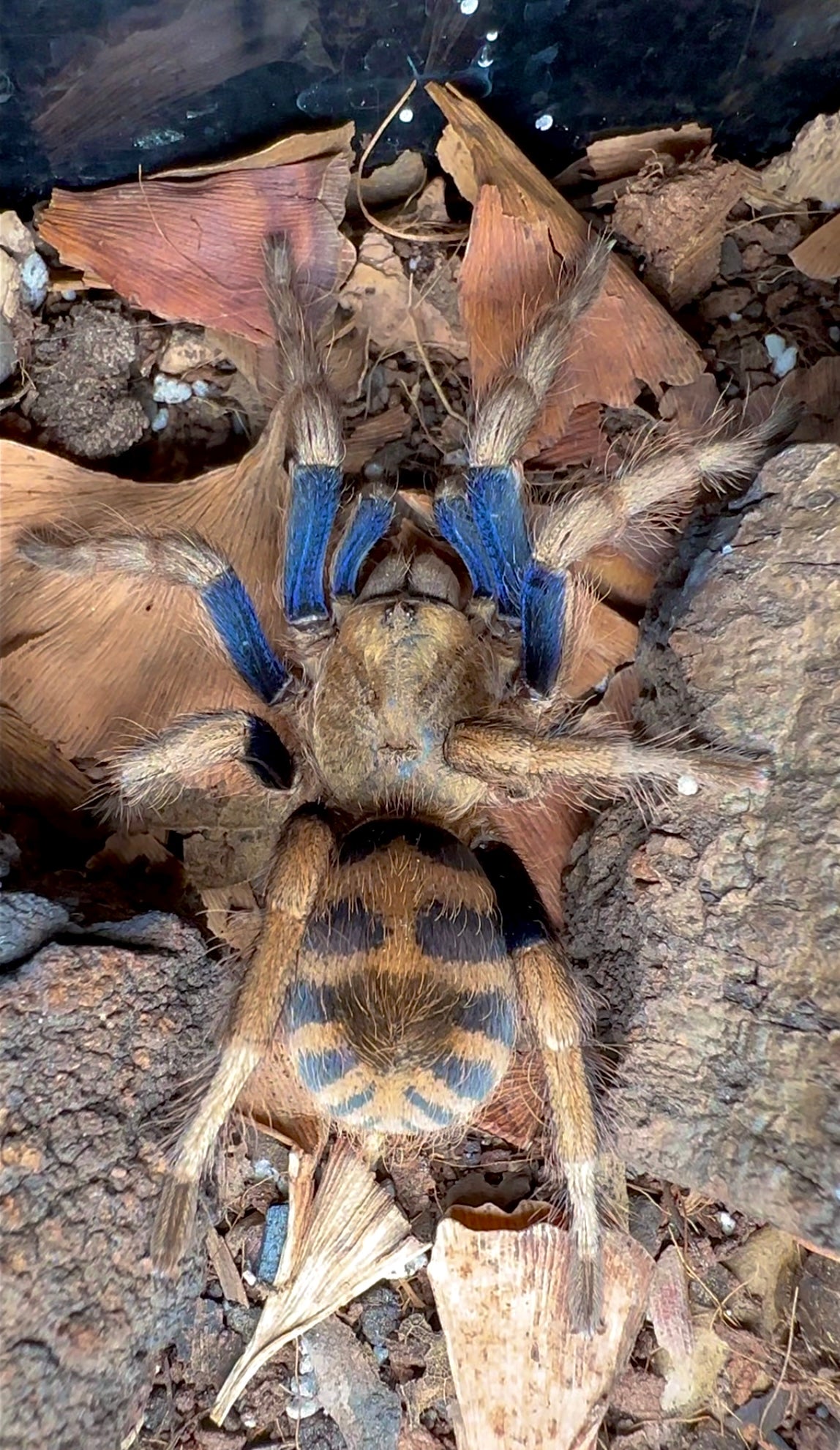 Blue tarantula in the wild - Anqasha sp. blue for sale