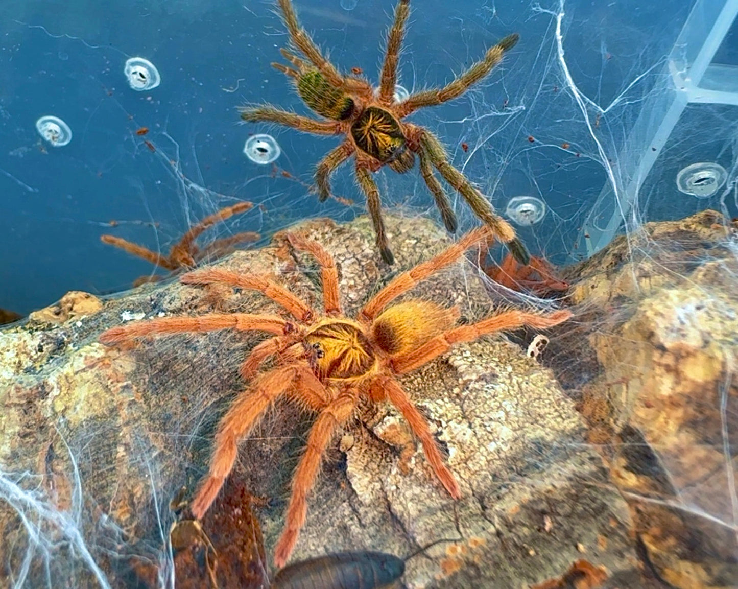 Trinidad olive tarantula communal