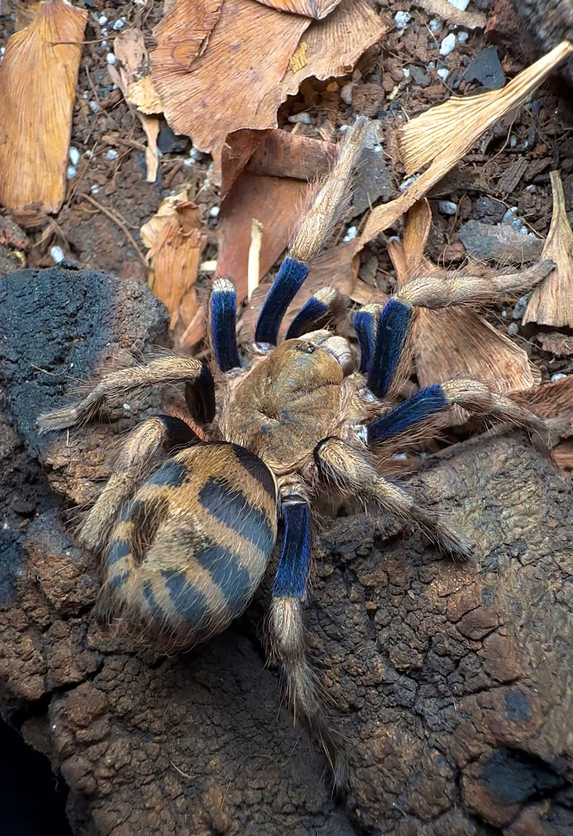 Anqasha sp. blue full grown tarantula on bark