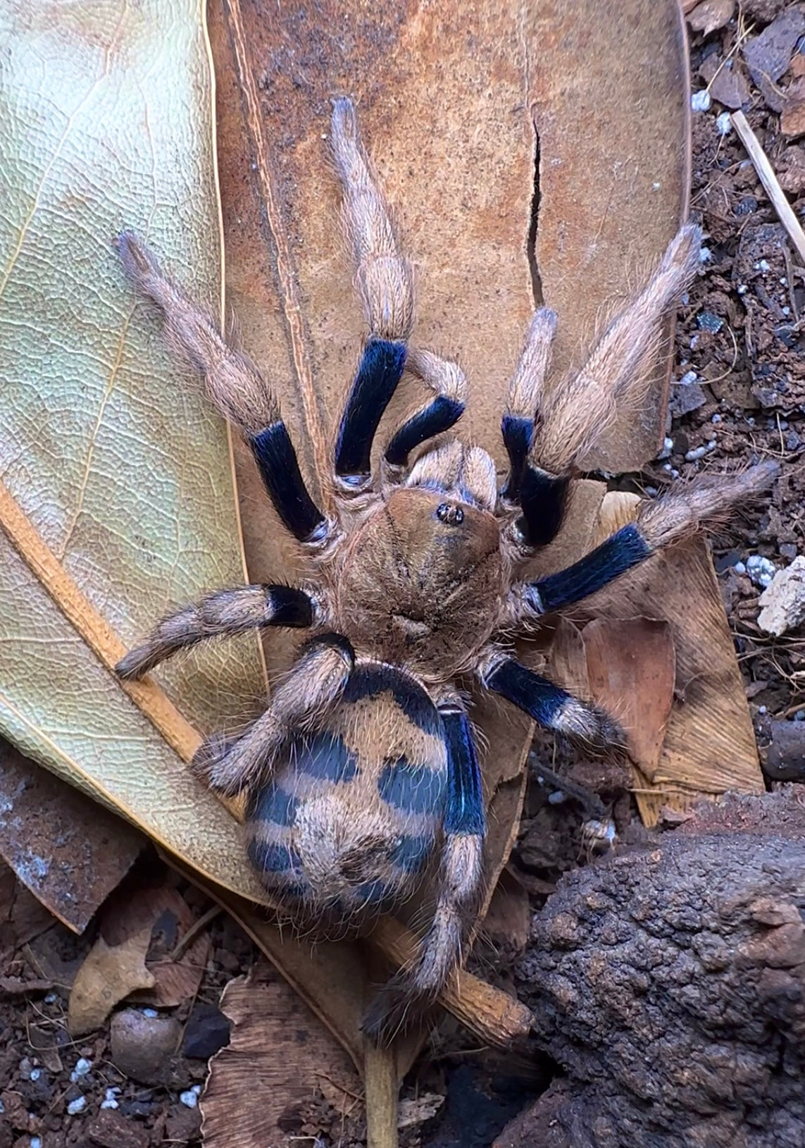 Dwarf tarantula - Anqasha sp. blue close up, on magnolia leaf