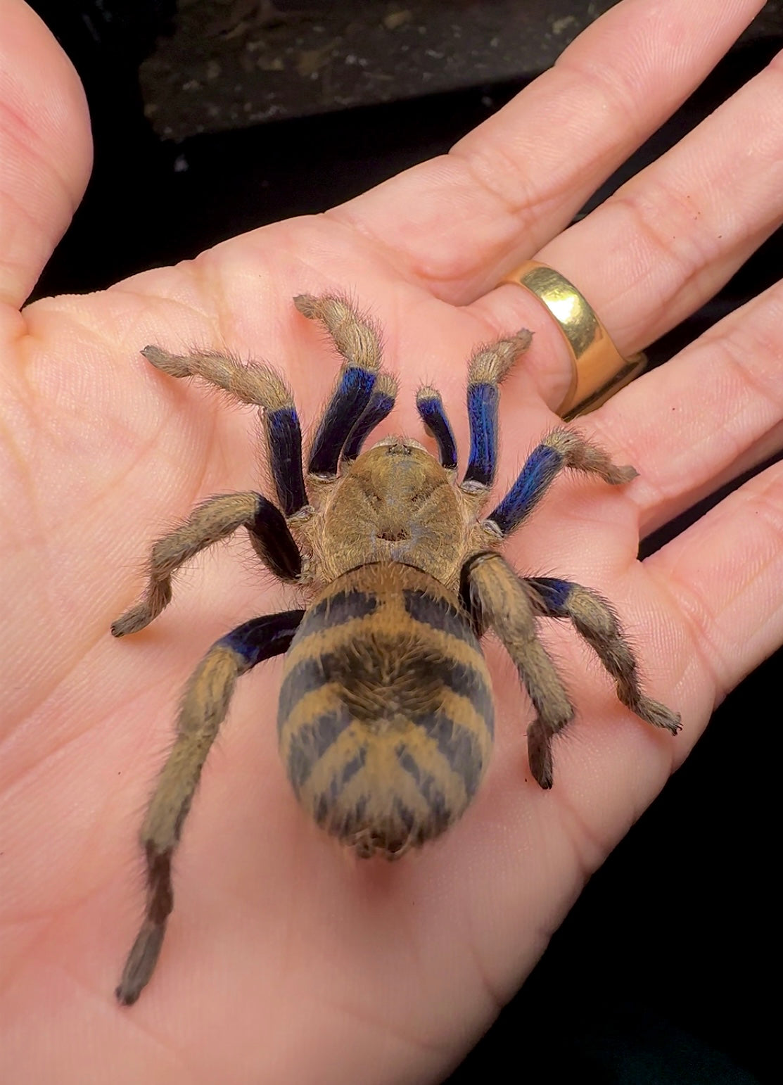 Majestic Blue Tiger tarantula 3.5 inch female on hand for size comparison for sale