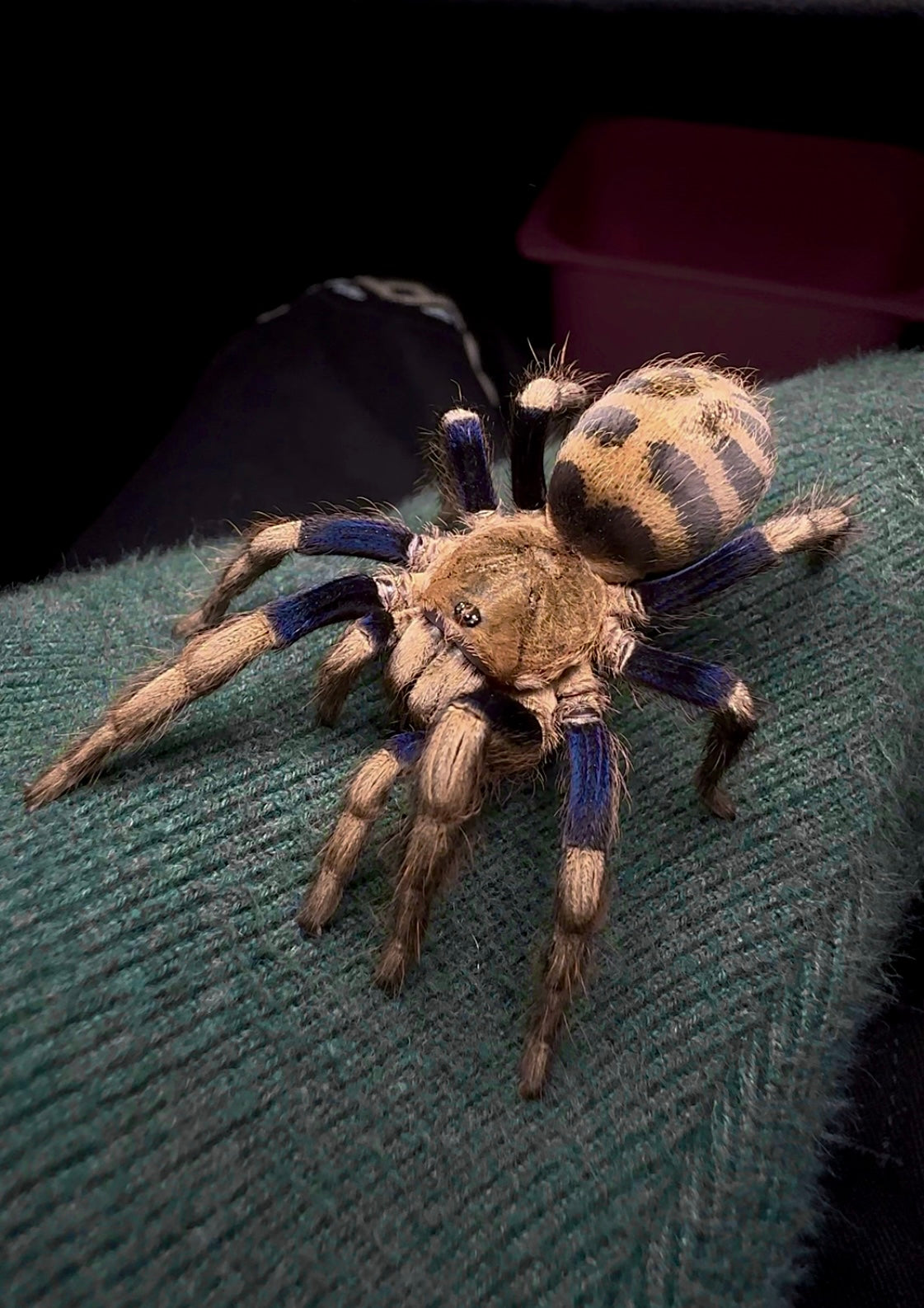 Anqasha sp. Blue Tarantula Full grown adult female on arm close up detail