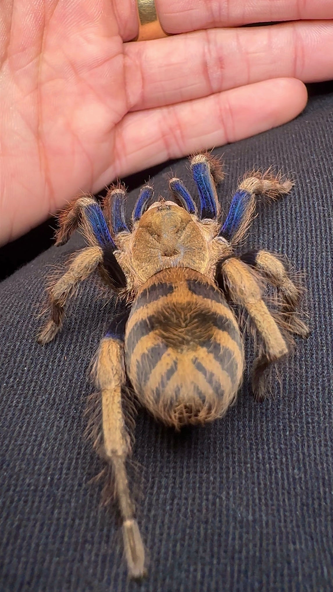 Majestic Blue Tiger tarantula full grown adult female on pant leg ext to hand back side
