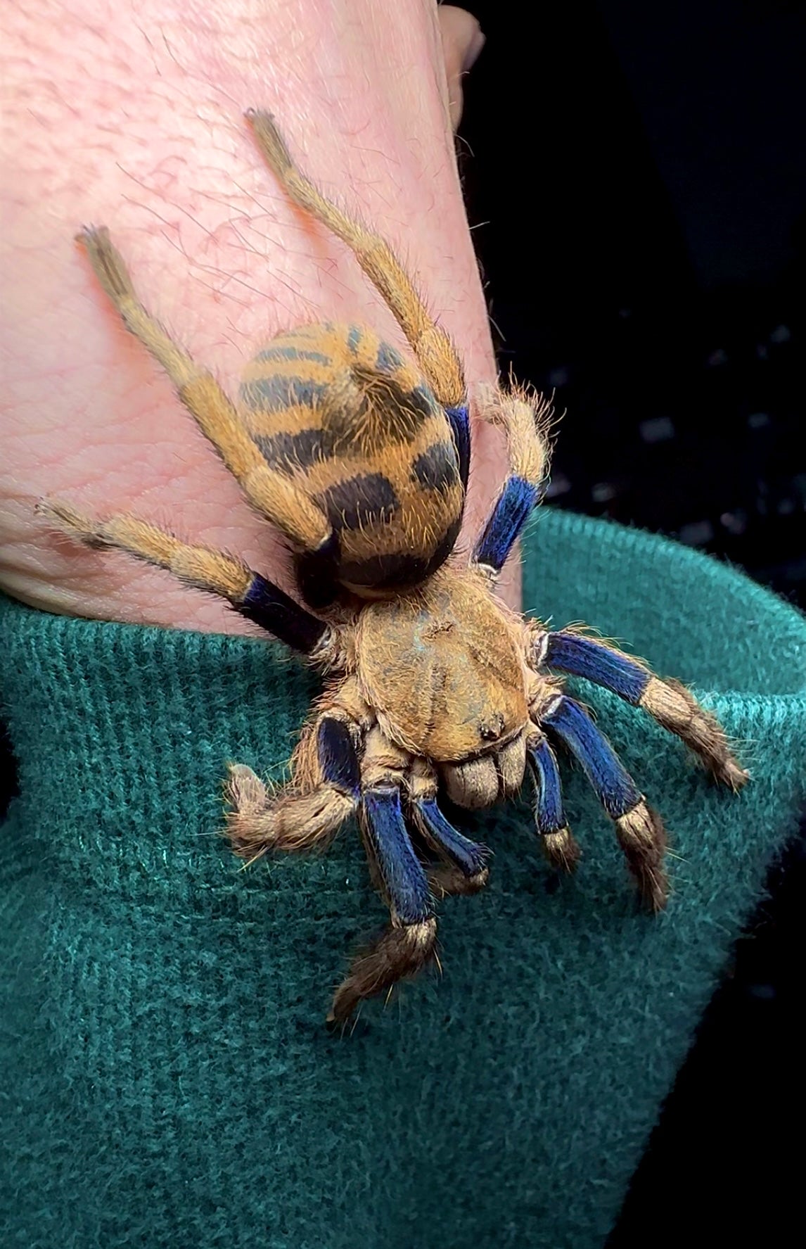 Majestic Blue Tiger tarantula - Anquasha sp, blue adult female crawling on hand