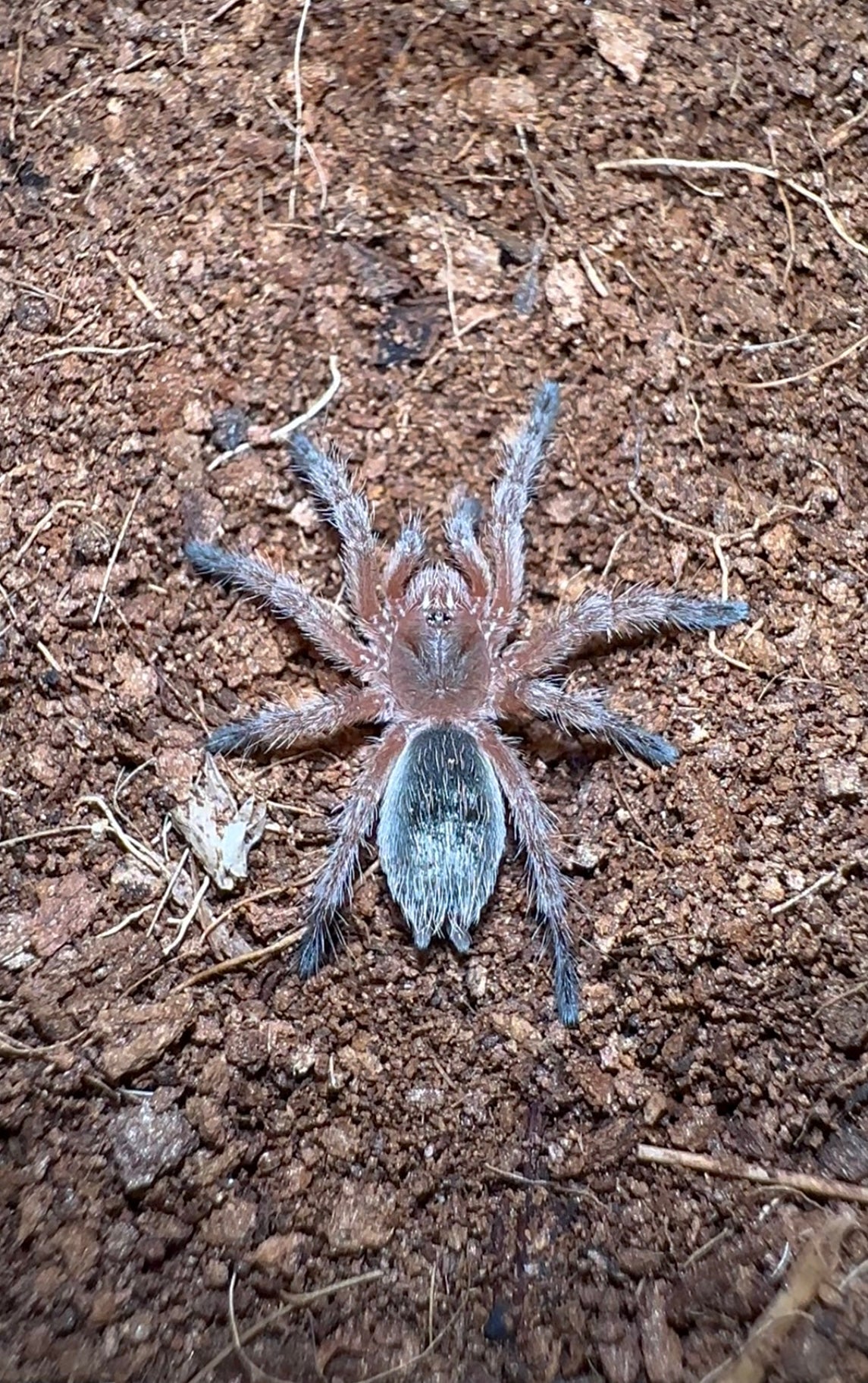 Grammostola conception sling for sale