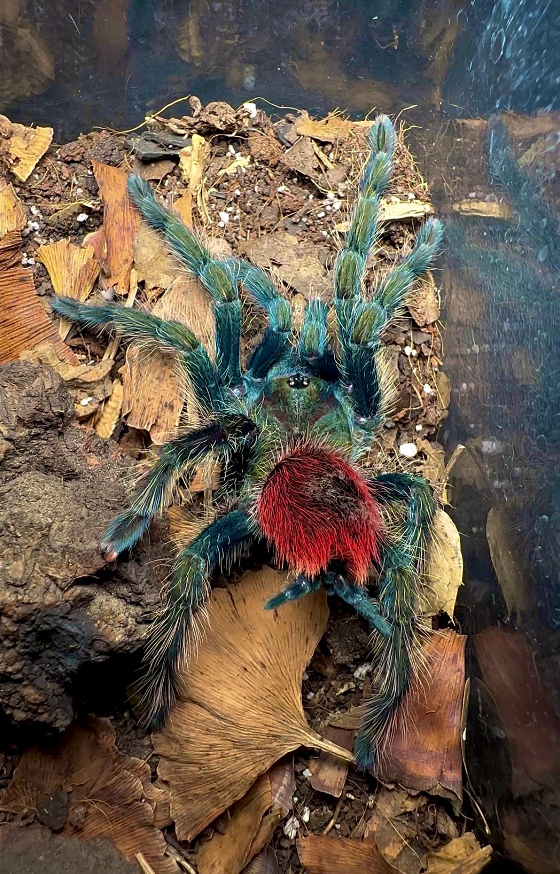 Peruvian strawberry rump tarantula - Thrixopelma ockerti back side