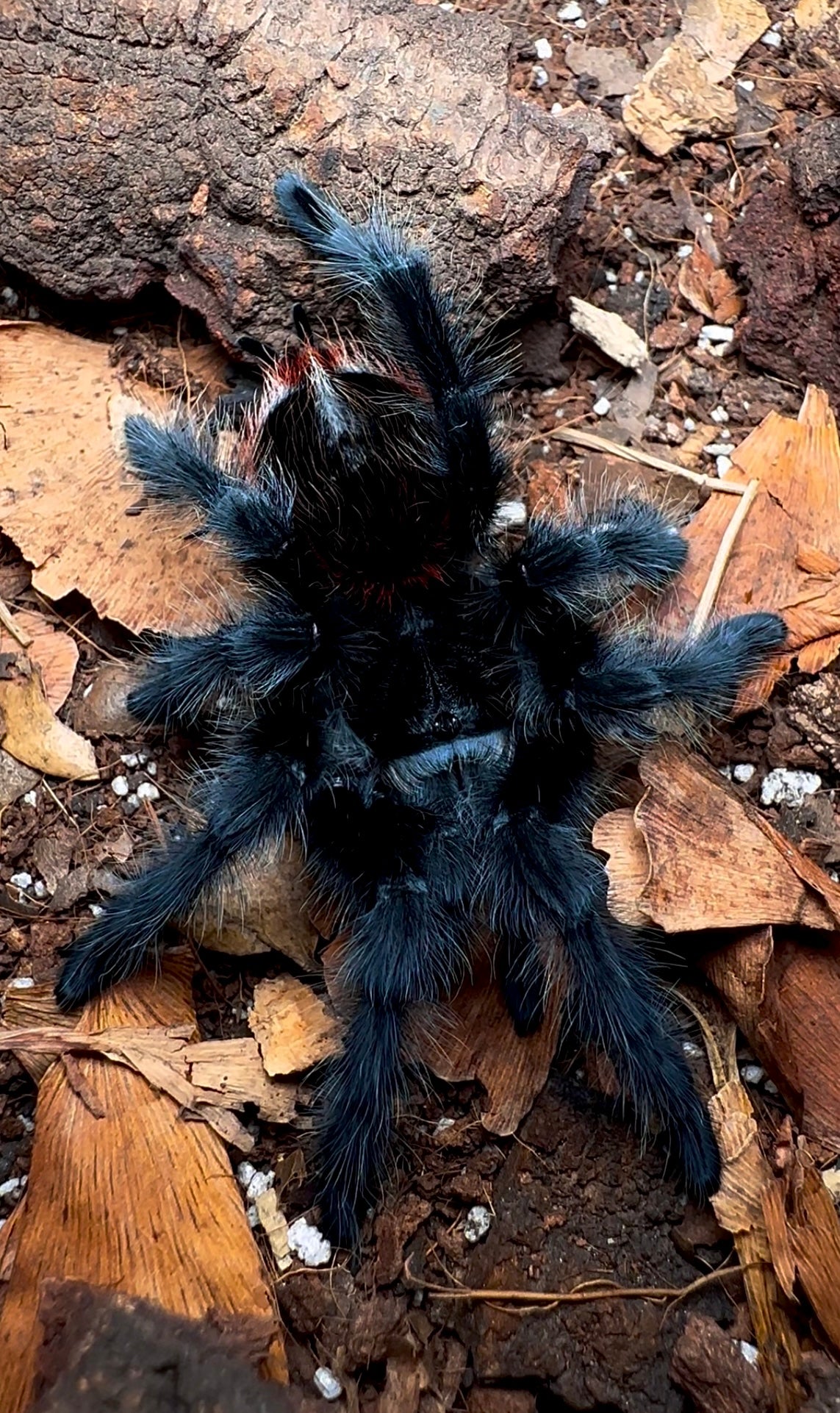 Grammostola actaeon tarantula for sale detail