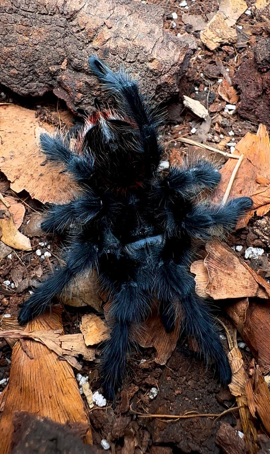 Grammostola actaeon tarantula for sale detail
