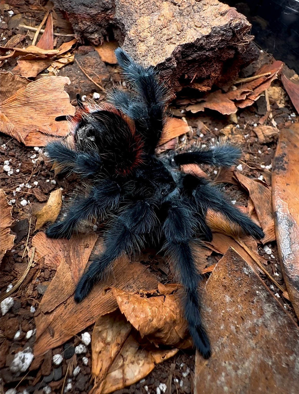 G. Actaeon - Velvet Black Bird Eater tarantula up close side view! Full grown female