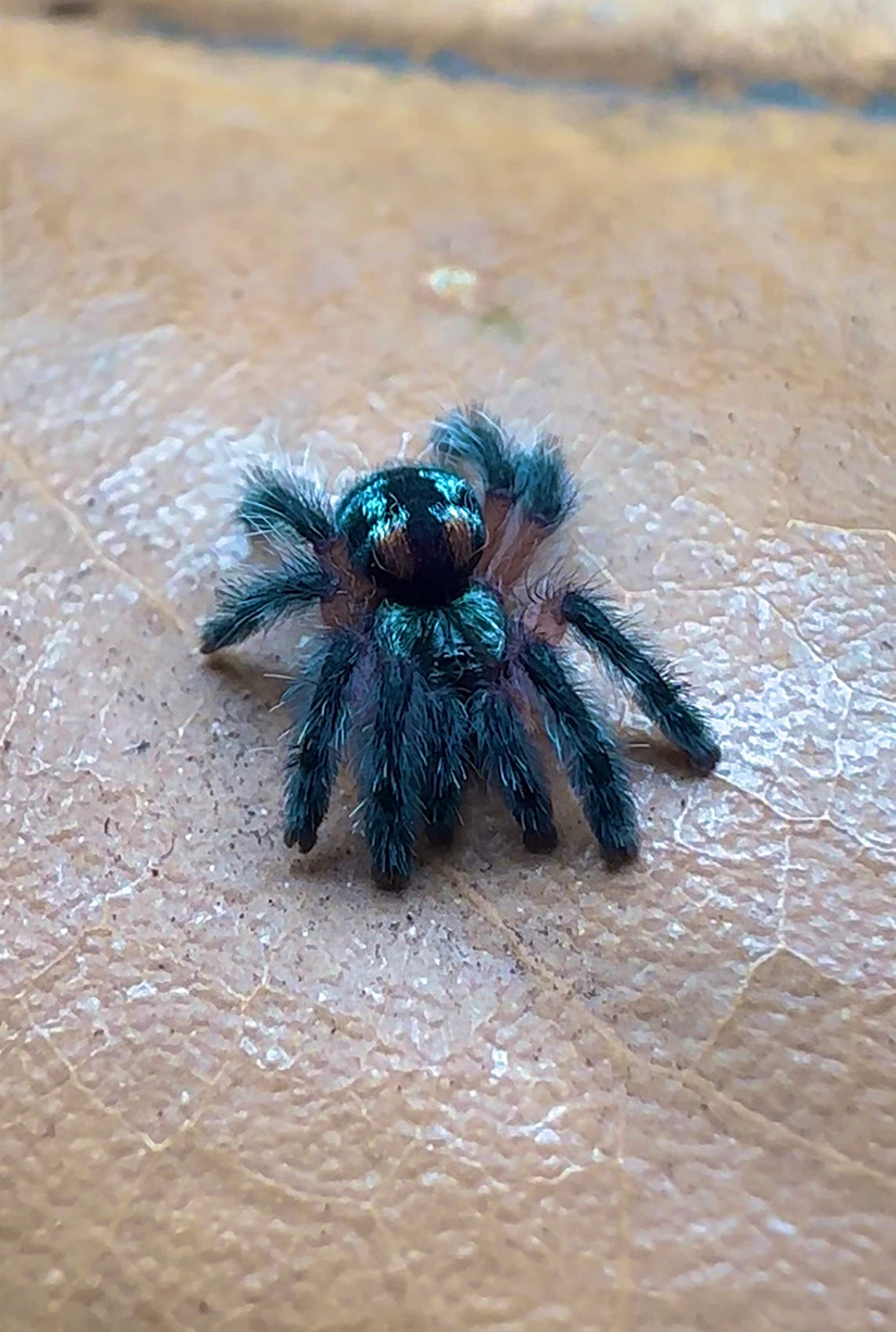 Typhochlaena seladonia - Brazilian jewel tarantula 0.25 inch sling for sale