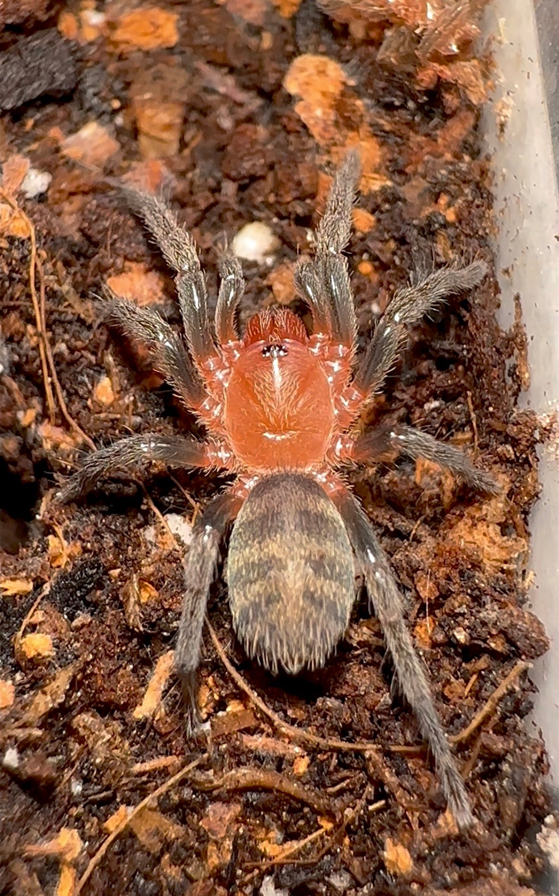 Anqasha sp blue tarantula sling - Majestic Blue Tiger baby close up!