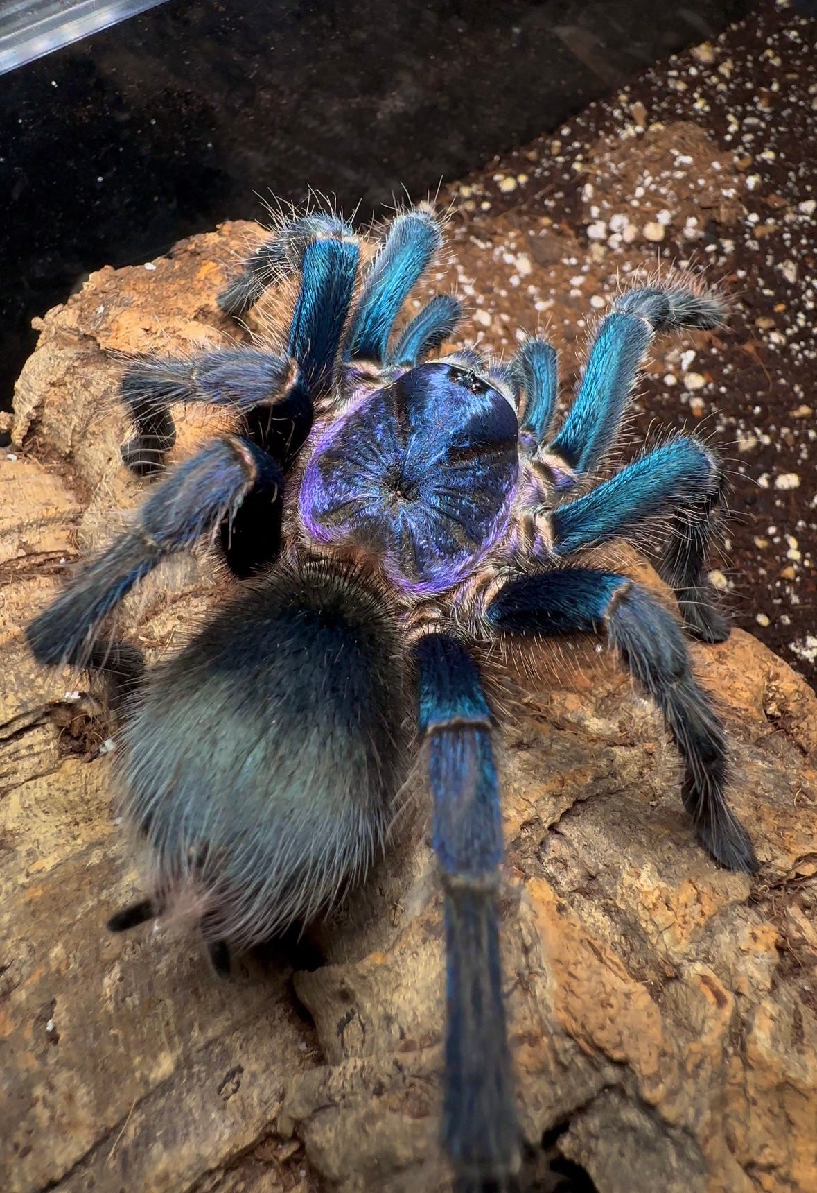 Phormictopus sp. Blue Azul Tarantula for sale - Back Side