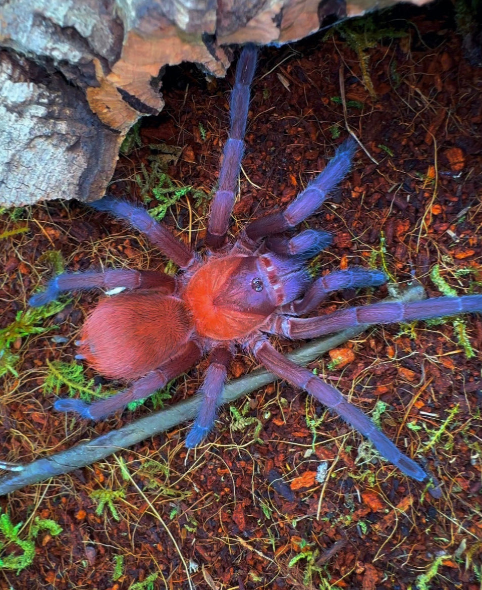 Citharacanthus Cyaneus - Orange violet Maksed Tarantula Adult female!