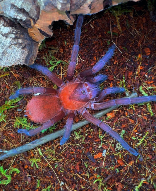Citharacanthus Cyaneus - Orange violet Maksed Tarantula Adult female!