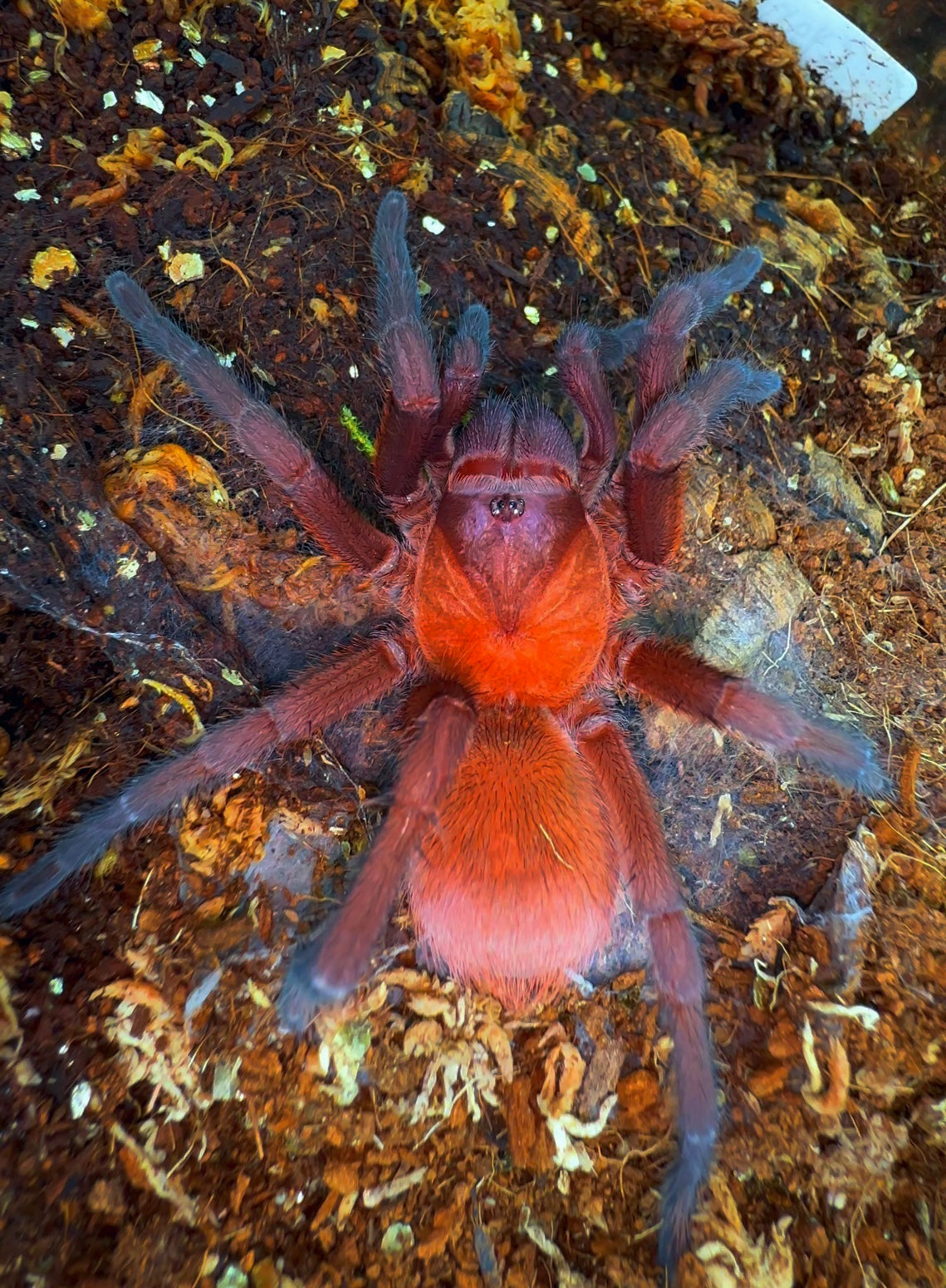 Orange/Violet Masked Tarantula - Citharacanthus Cyaneus adult female close up detail