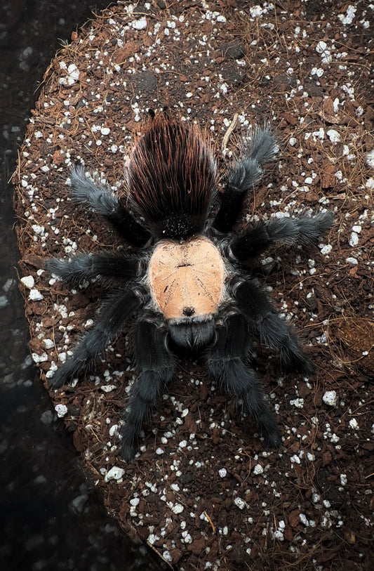Brachypelma Albiceps young adult female tarantula