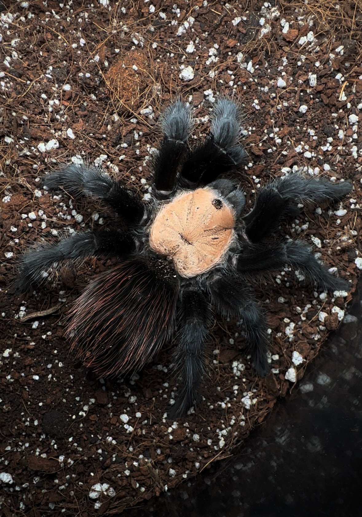 Mexican Golden Red Rump Tarantula for sale - up close