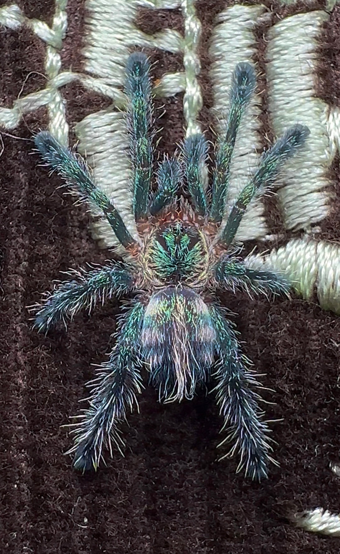 Ybyrapora divercipes - Amazon Sapphire PinkToe baby for sale! Close up