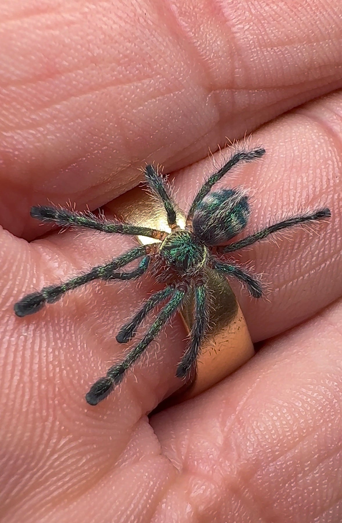Ybyrapora divercipes - Amazon Sapphire PinkToe - unsexed sling on hand