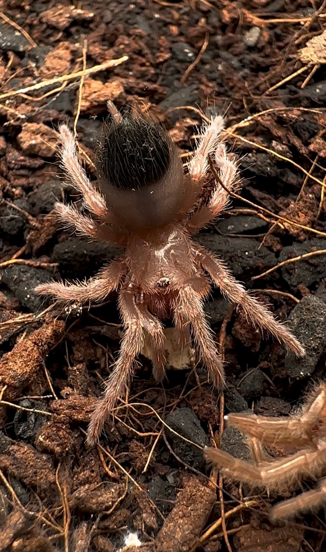 Baby Brachypelma albiceps - Mexican golden red rump tarantula