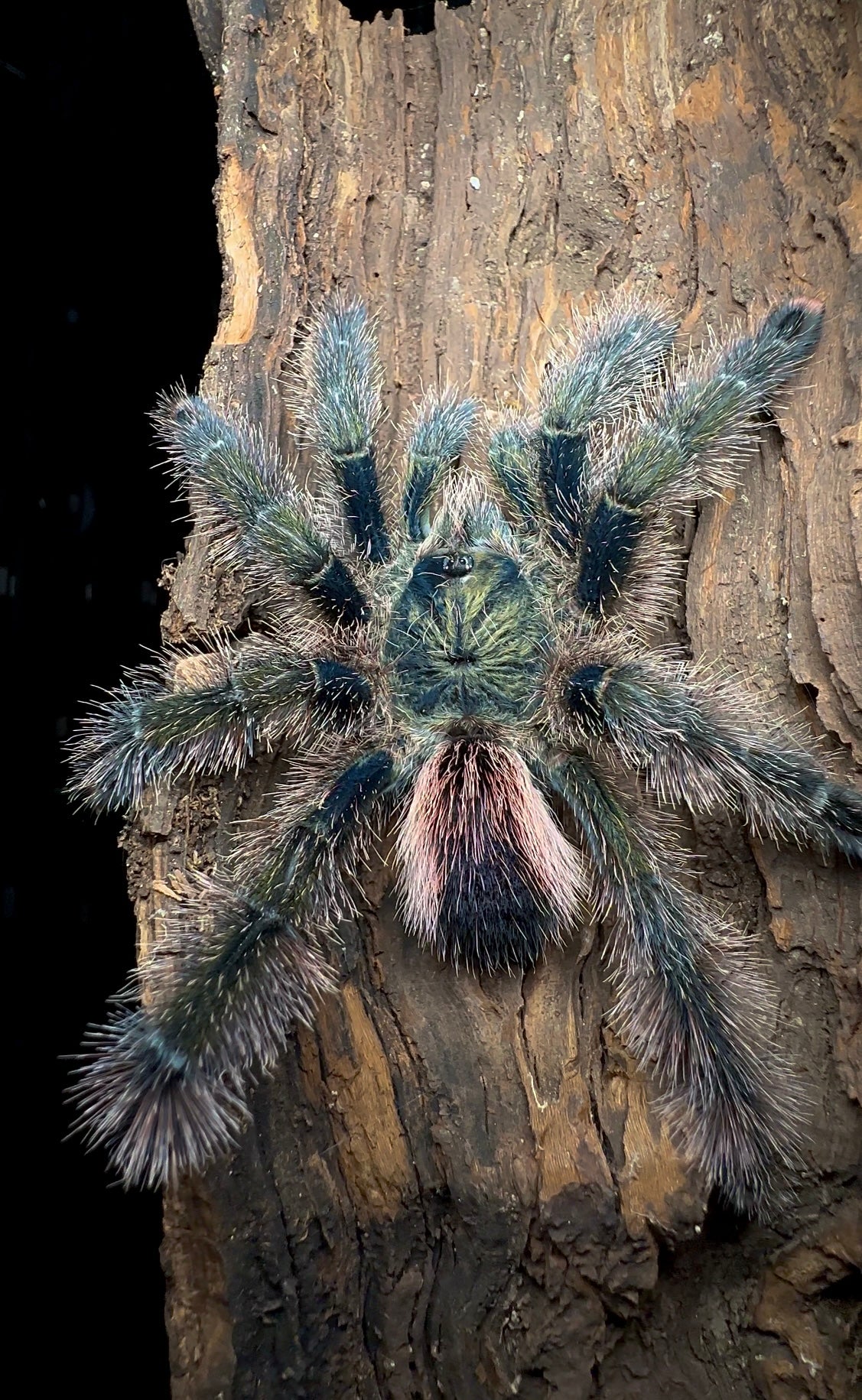 Avicularia sp. Urticans green Adult Female for sale! Green pink toe tarantula!