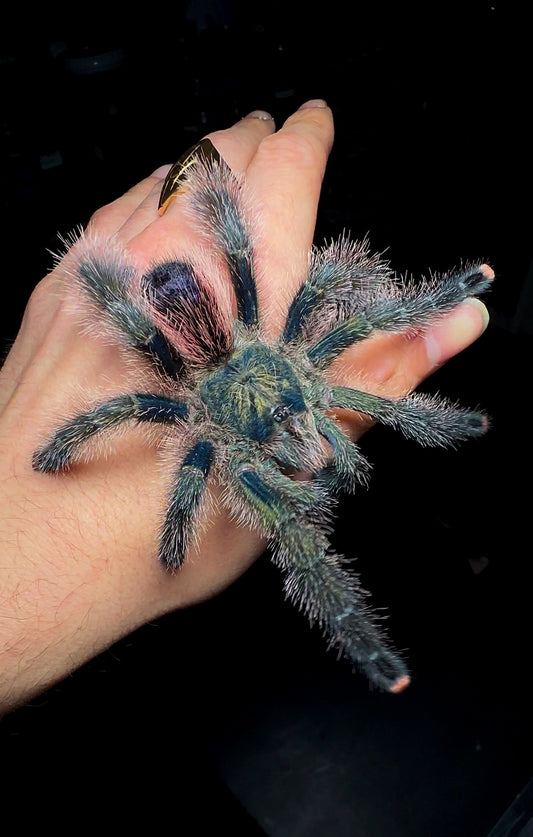 Avicularia Urticans Green tarantula Adult female 7+ inch close up On hand for size comparison!