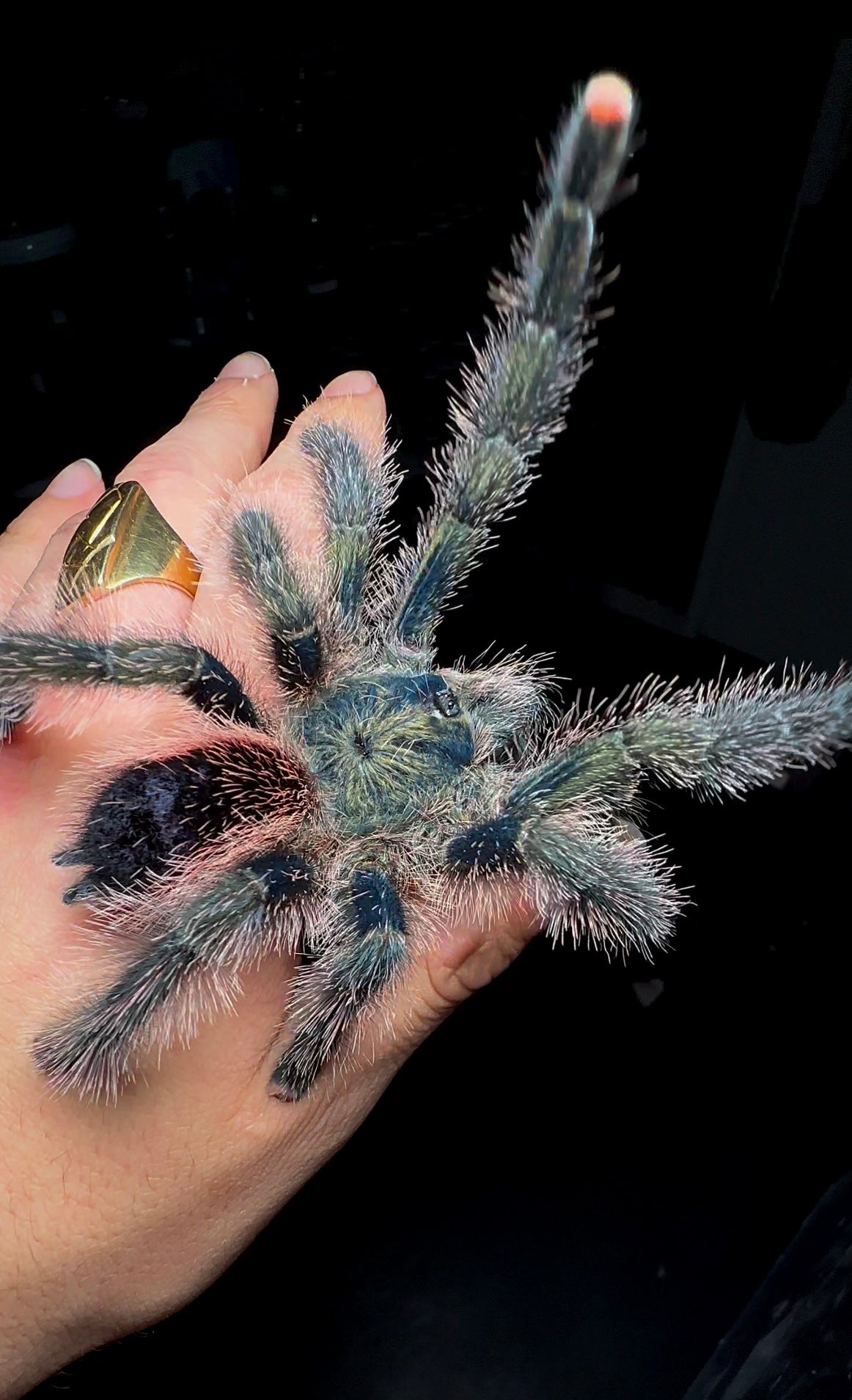 Avicularia auriantiaca - Avicularia sp. Urticans Green Adult Tarantula on hand! Back side