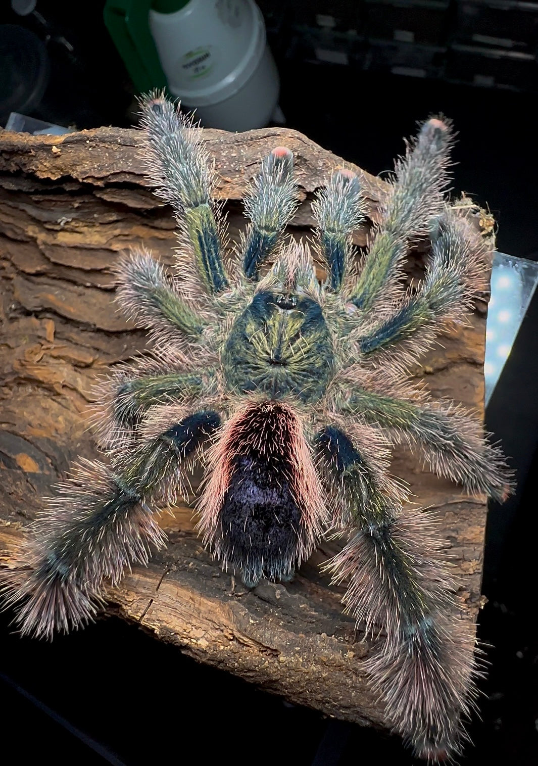 Avicularia Urticans Green Juruensis M1 tarantula on cork bark Close up back side!