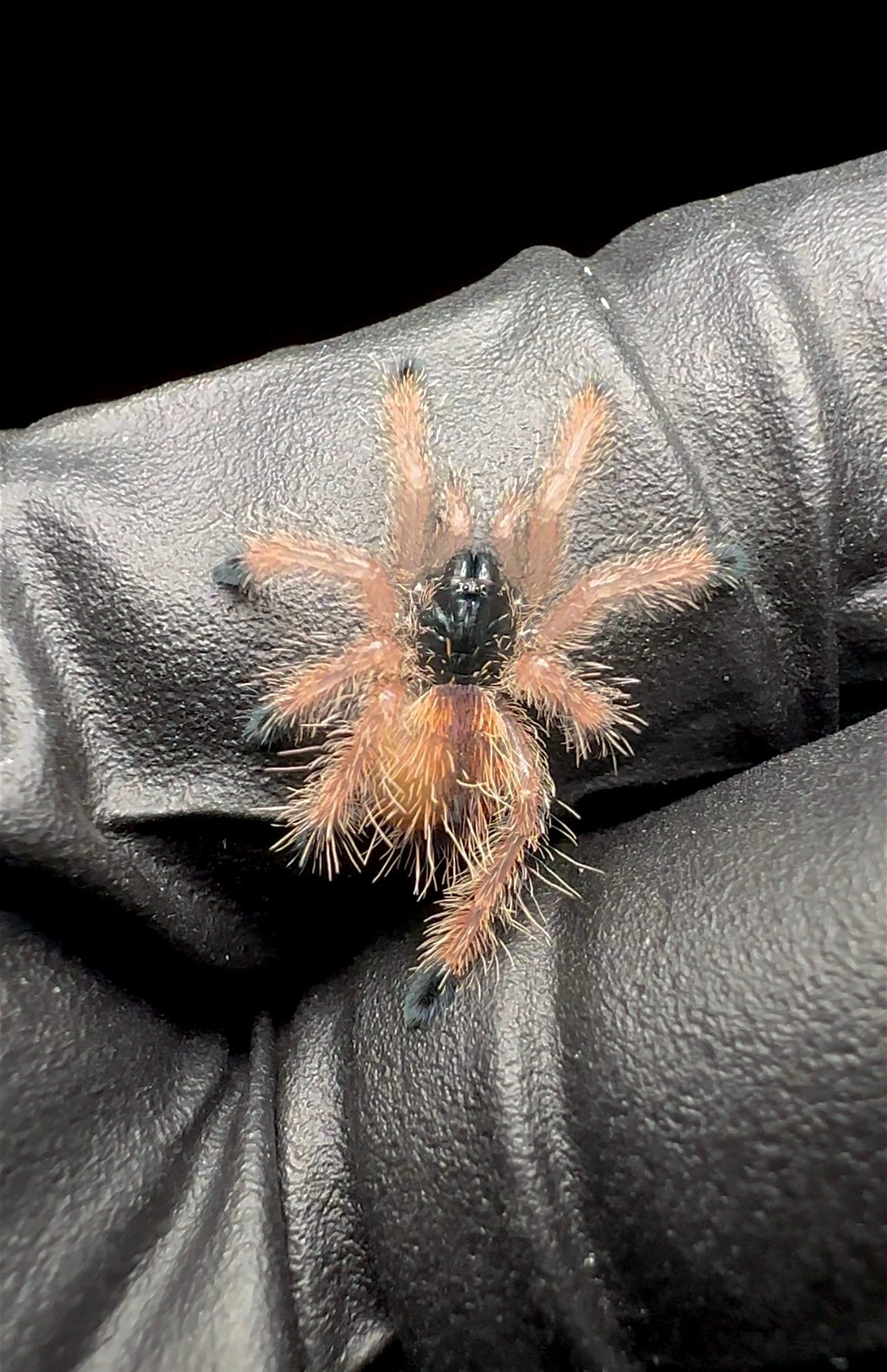 Avicularia sp. Pullcalpa - Cosmic Dream Pink Toe sling for sale