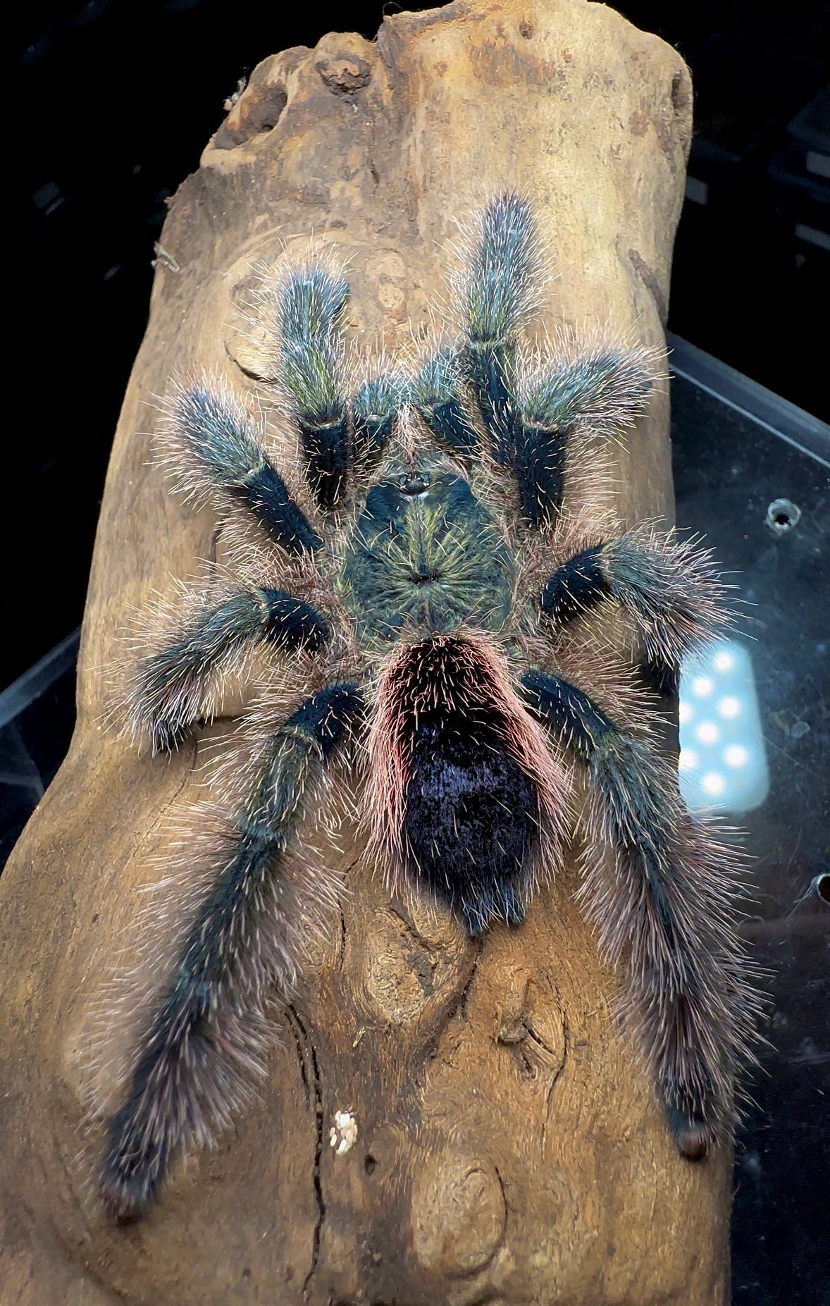 Adult Female Avicularia sp. urticans Green full size