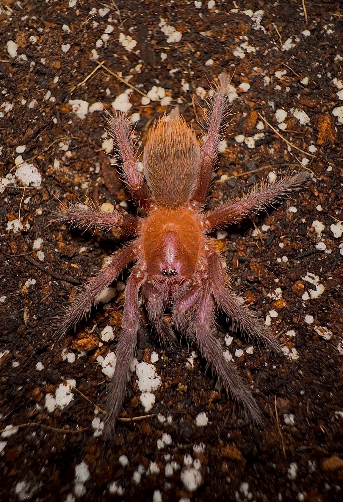 Juvenile C. Cyaneus tarantula close up - Orange/Violet Masked Tarantula