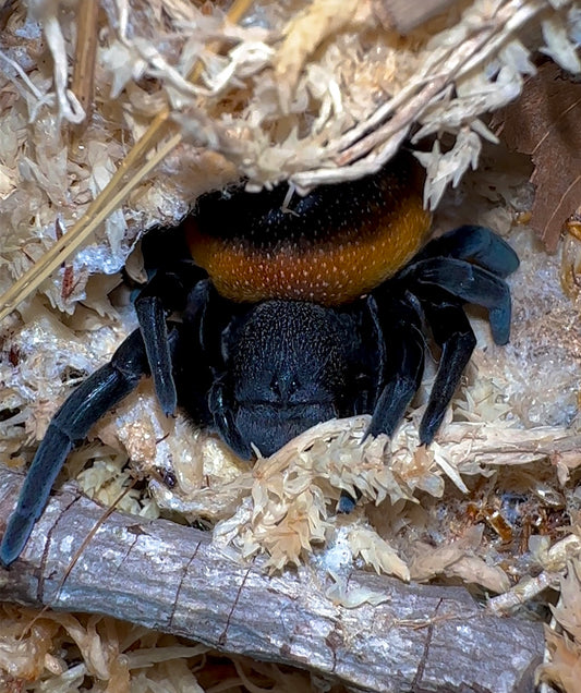 Eresus Walckenaeri adult female velvet spider in sphagnum moss