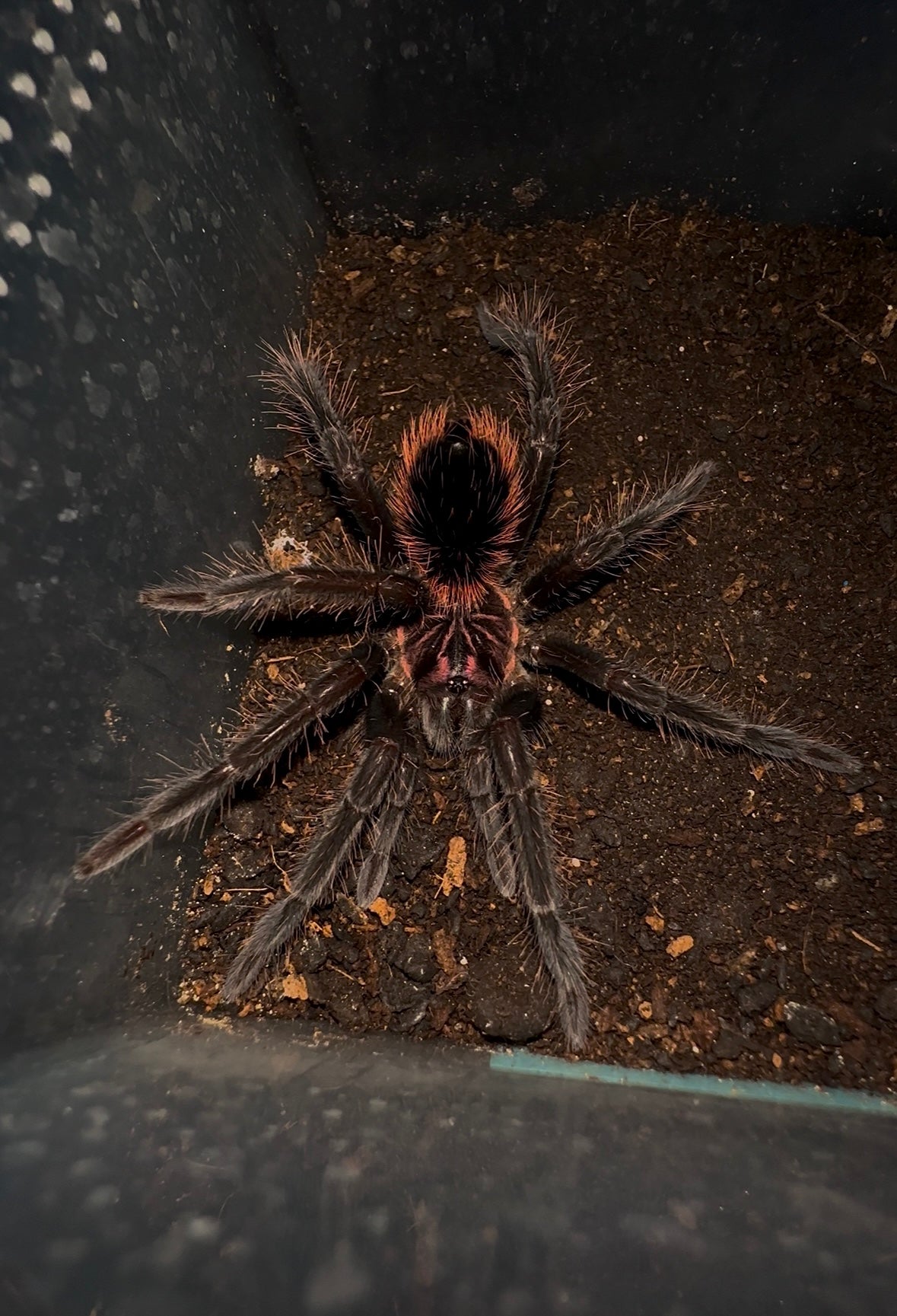 Xenenthis intermedia young female tarantula