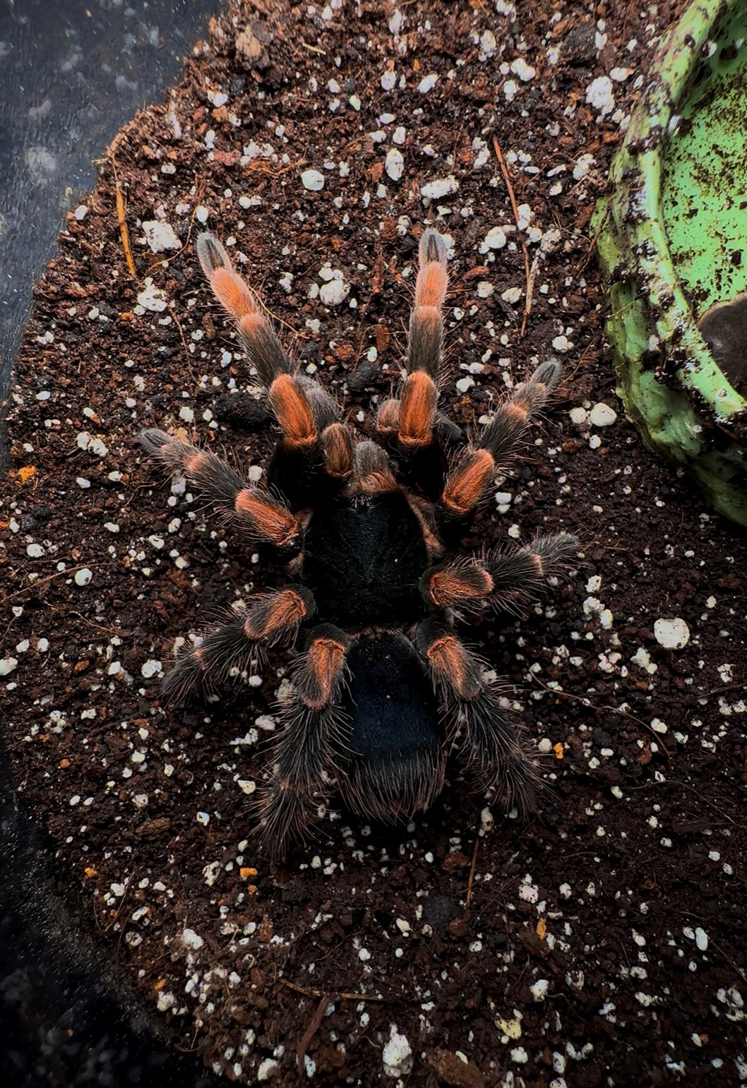 Abdomegaphobema mesomelas - Costa Rican Redleg Tarantula for sale! Juvenile female tarantula