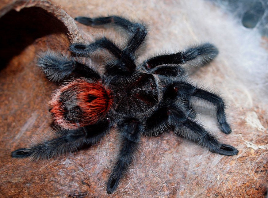 Full grown Adult Female Grammostola iheringi tarantula