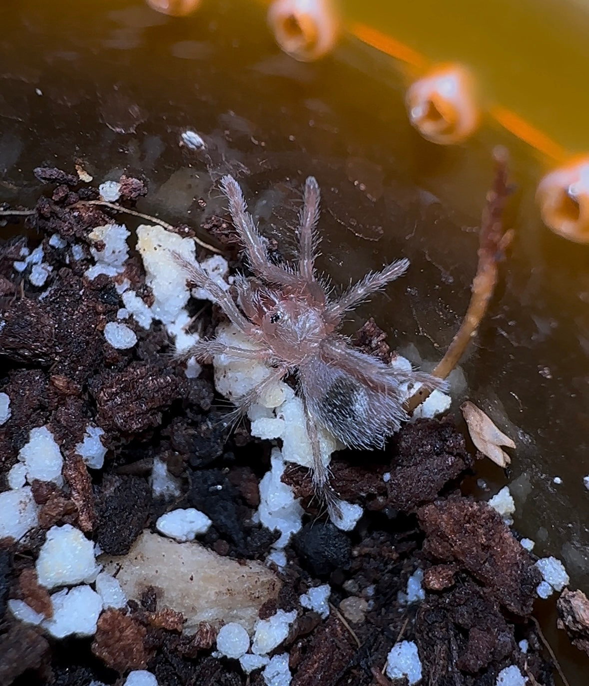 Newborn baby Hoemmeoma Chilensis tarantula