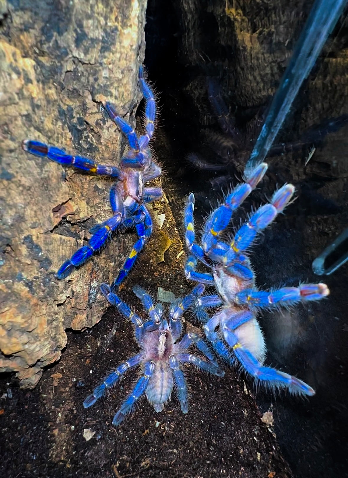 Poecilotheria Metallica - Breeder Communal - 2.Females + 1.Male (4 inches DLS)