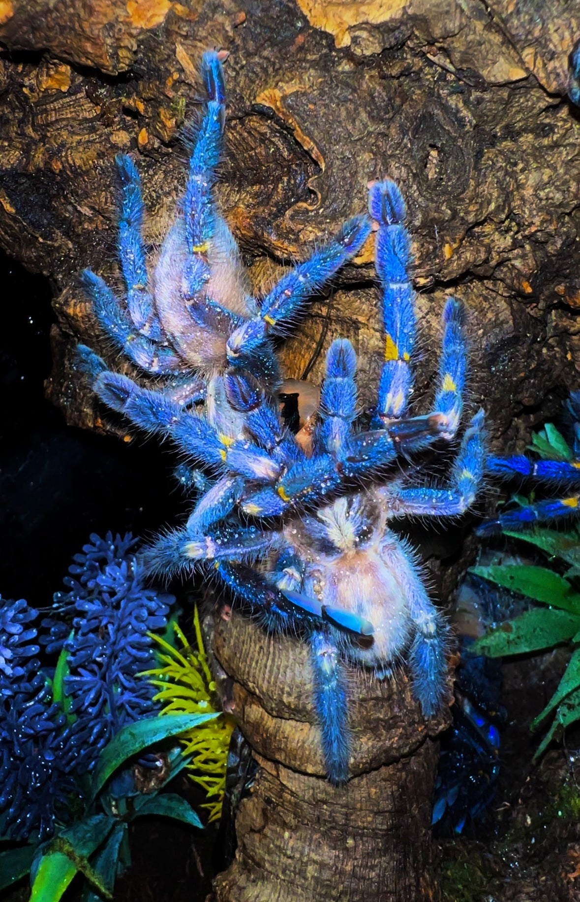 Poecilotheria Metallica - Breeder Communal - 2.Females + 1.Male (4 inches DLS)