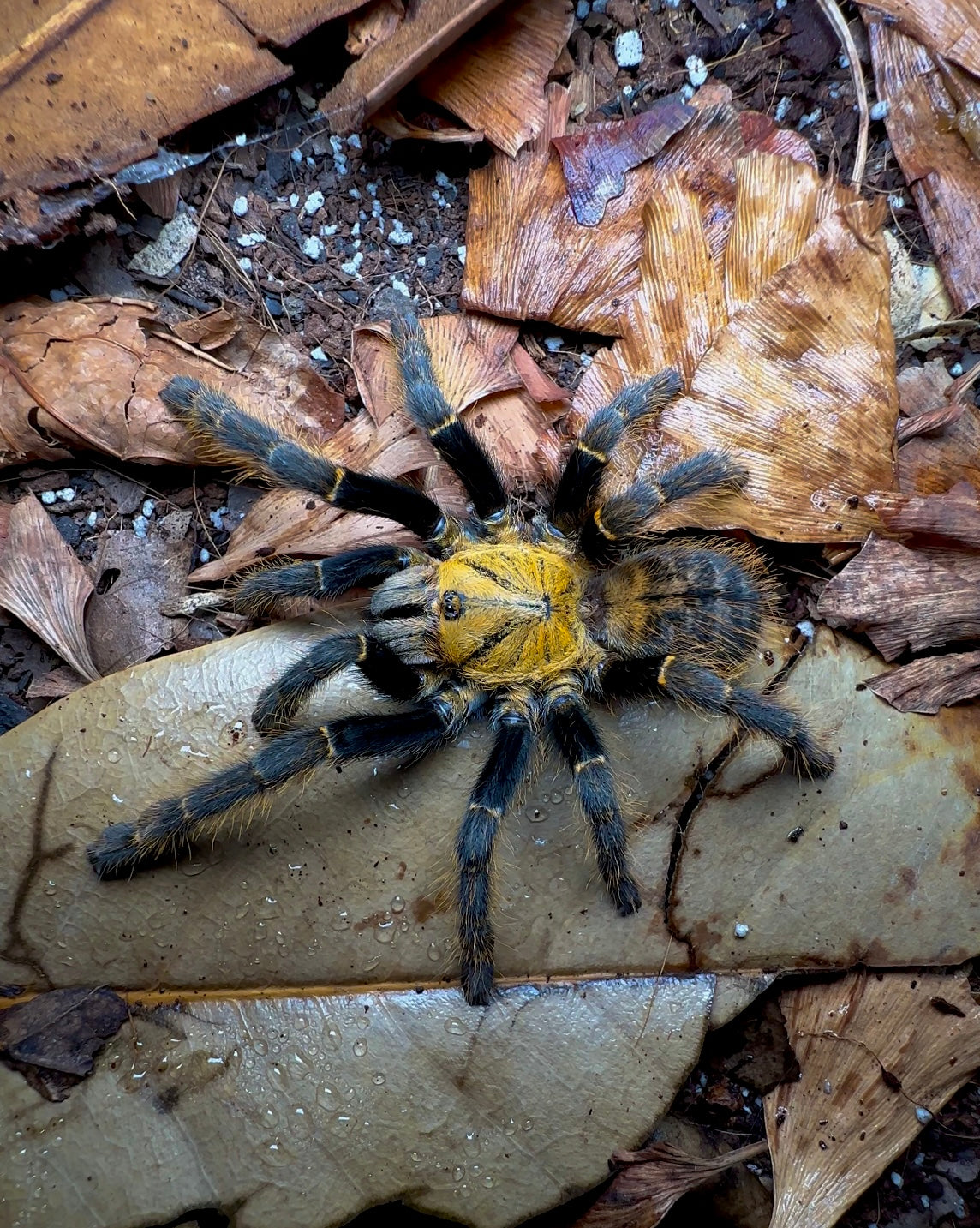 Orithoctinae sp. Ho Chi Minh Tarantula Adult female for sale