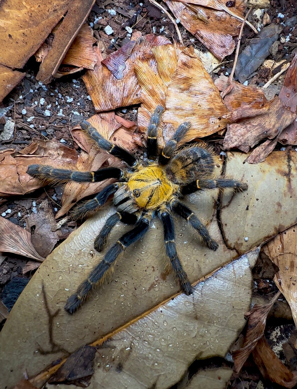 Orithoctinae sp. Ho Chi Minh Tarantula Full grown female