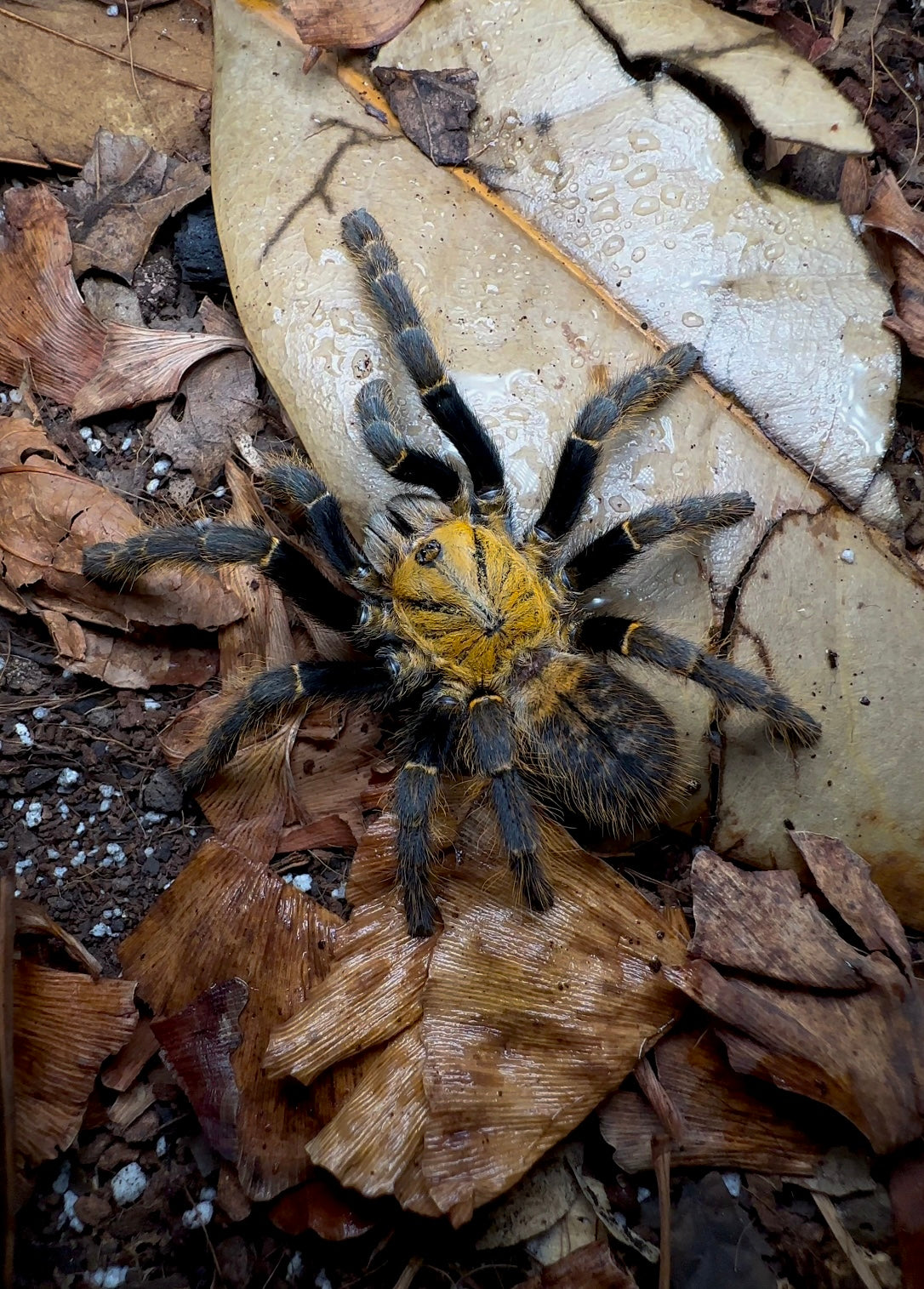 Orithoctinae sp. Ho Chi Minh Tarantula - back side up close