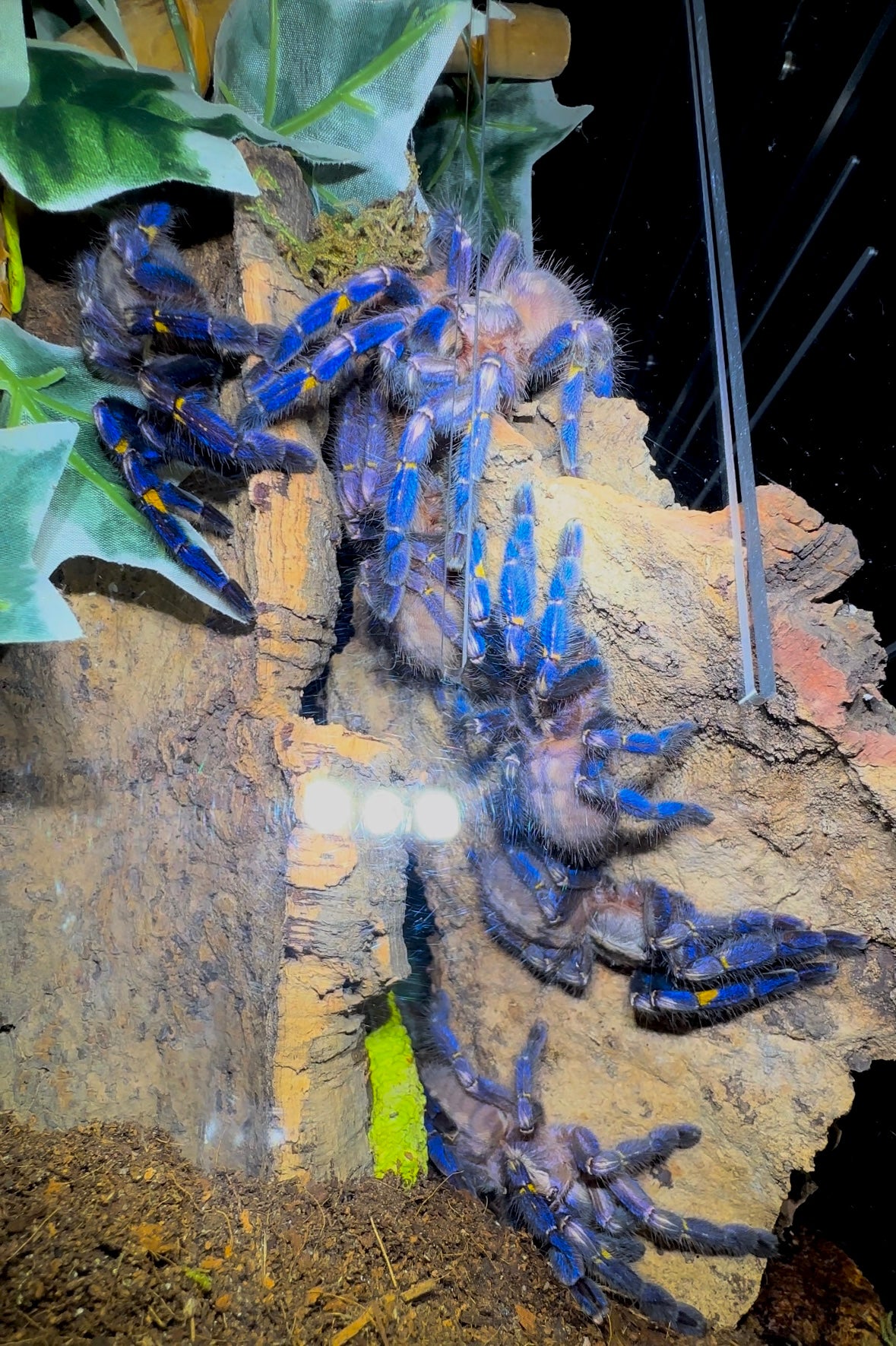 Poecilotheria Metallica - Breeder Communal - 2.Females + 1.Male (4 inches DLS)