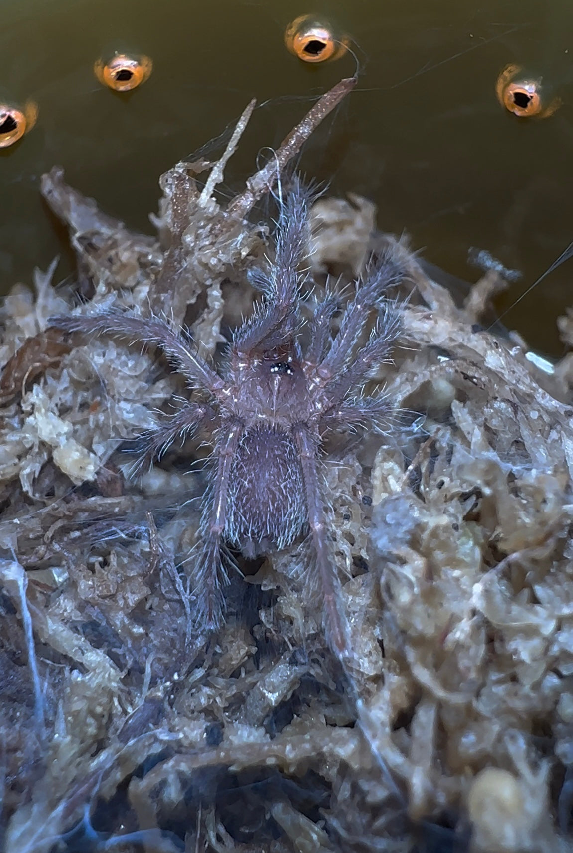 Chilobrachy sp. Orangesickle sling - back side