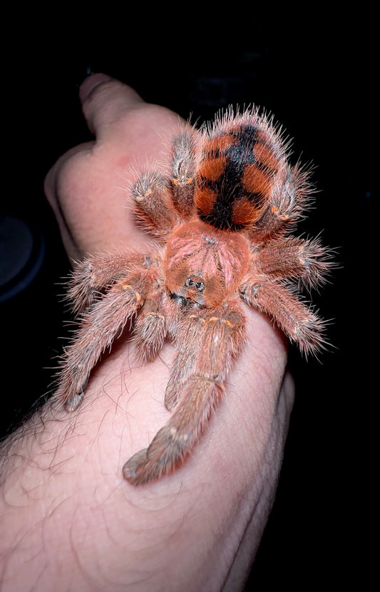 Avicularia minatrix adult female for sale! On hand for size comparison - full grown A. Minatrix