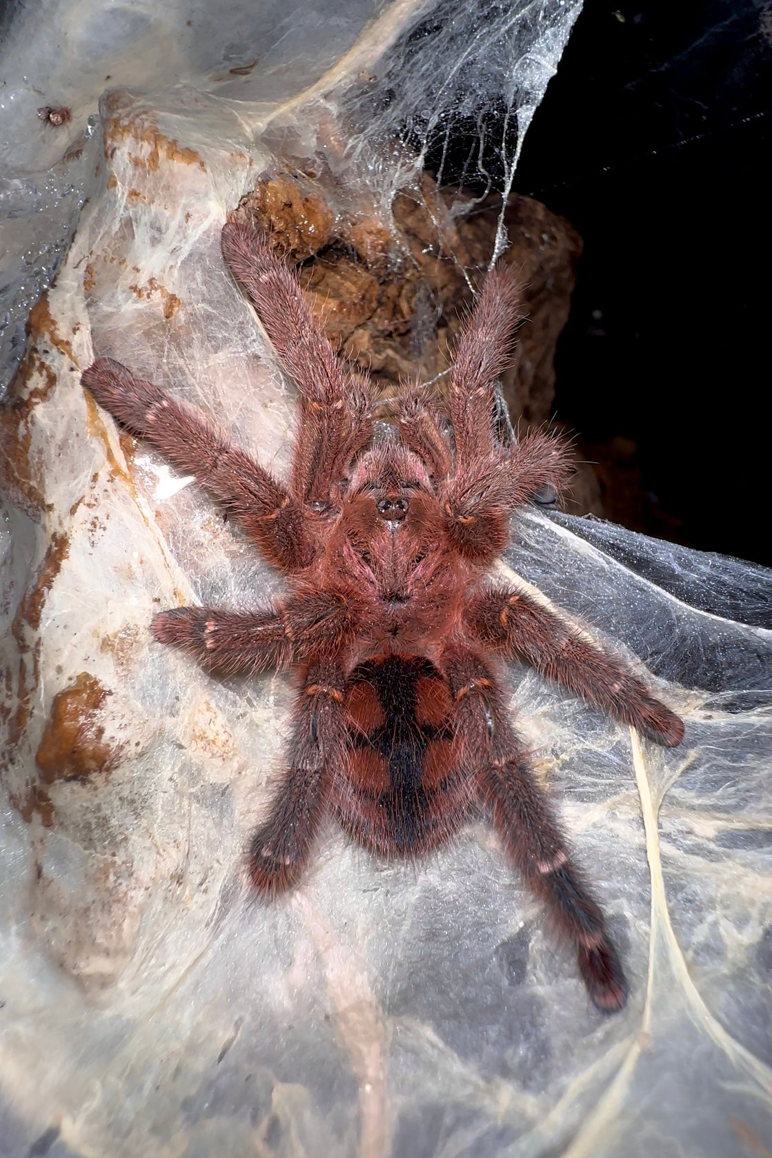 Avicularia minatrix adult female tarantula On web