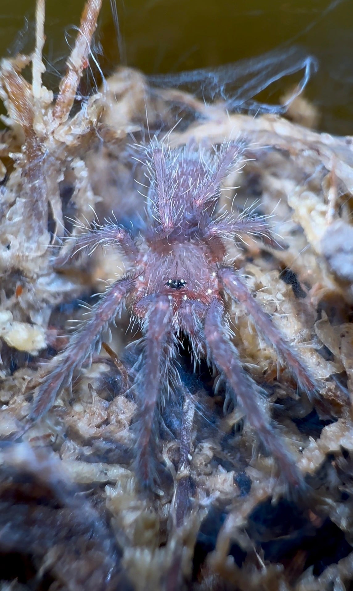 Chilobrachy sp. Orangesickle sling for sale