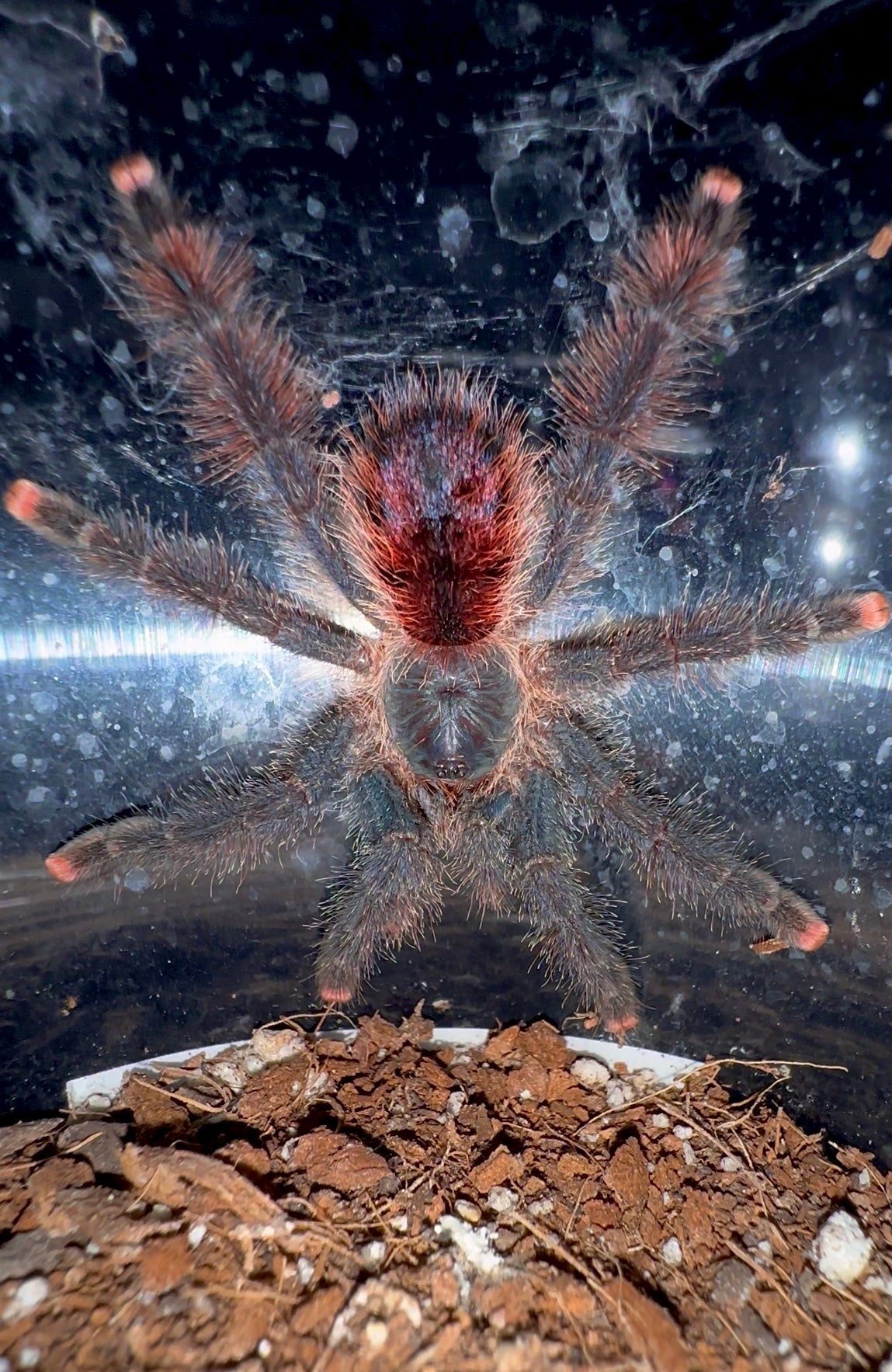 Avicularia sp. Tucurui tarantula 3+ inch female for sale! Front side