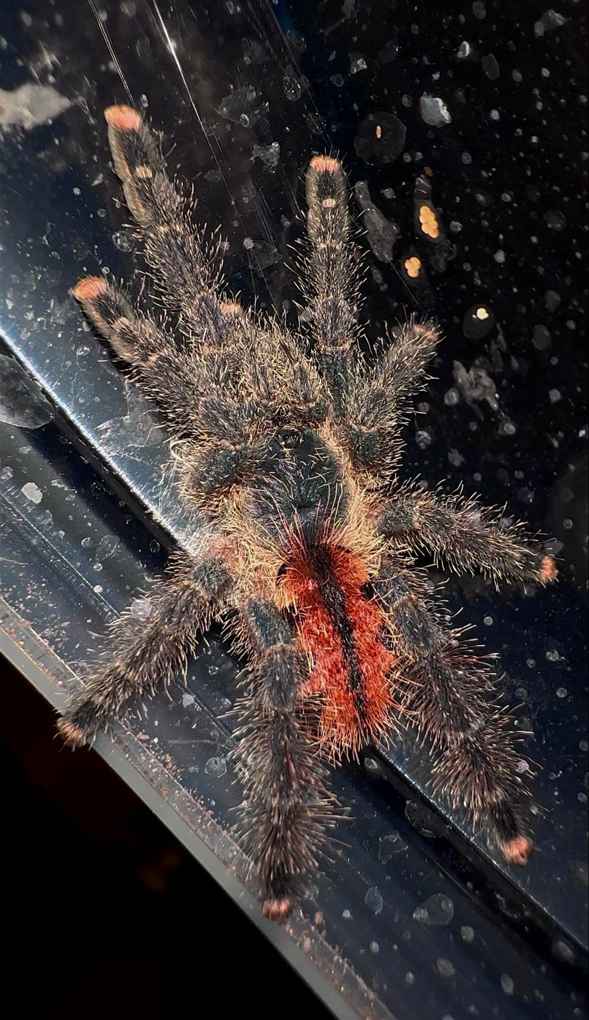 Avicularia Braunshauseni - Goliath Pink Toe Tarantula for sale 3 inch female